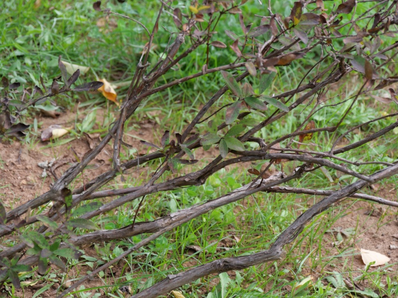 ハスカップ(Lonicera caerulea Linn. var. edulis Regel.)