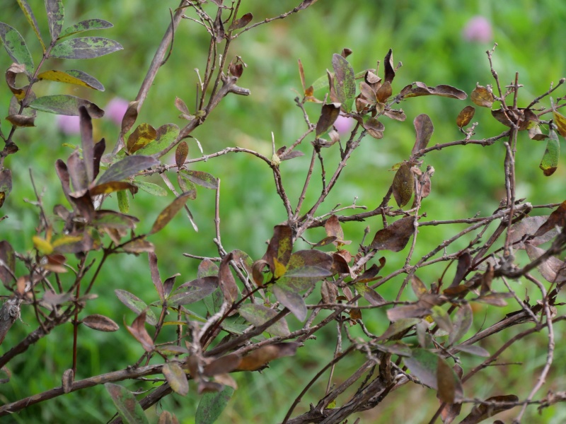ハスカップ(Lonicera caerulea Linn. var. edulis Regel.)