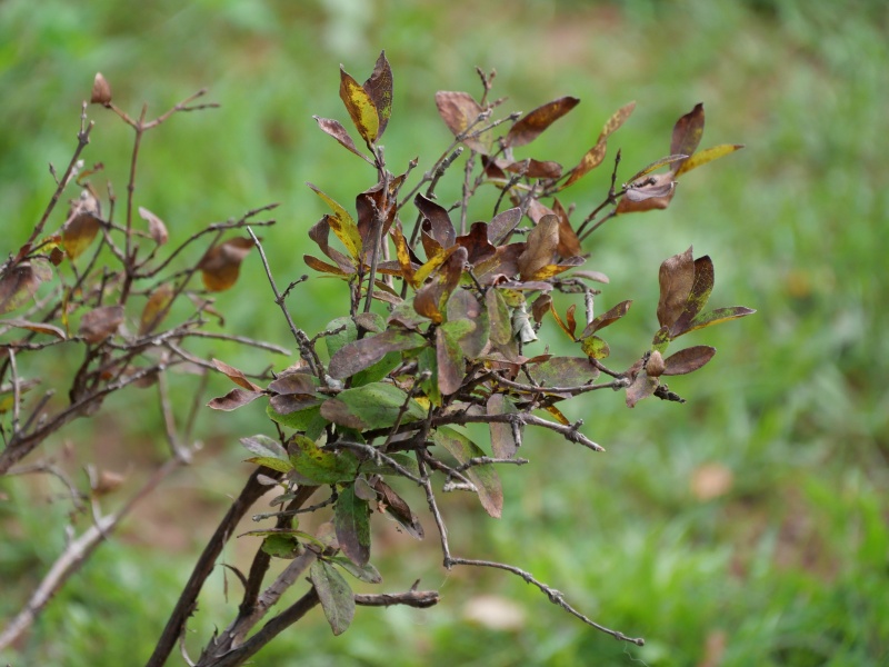 ハスカップ(Lonicera caerulea Linn. var. edulis Regel.)