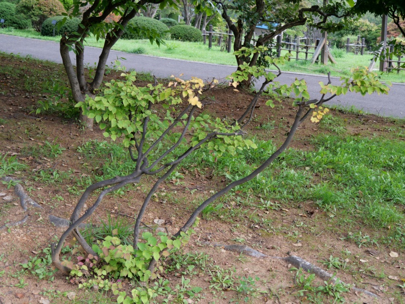 ヒュウガミズキ(Corylopsis pauciflora)