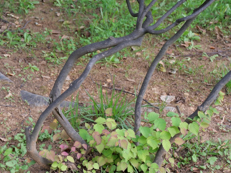 ヒュウガミズキ(Corylopsis pauciflora)