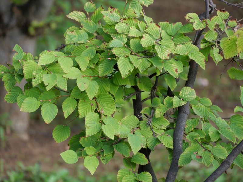 ヒュウガミズキ(Corylopsis pauciflora)