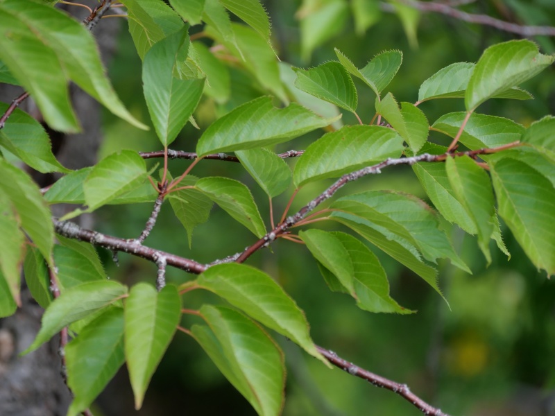 フゲンゾウ(Cerasus serrulata) ‘Alborosea’
