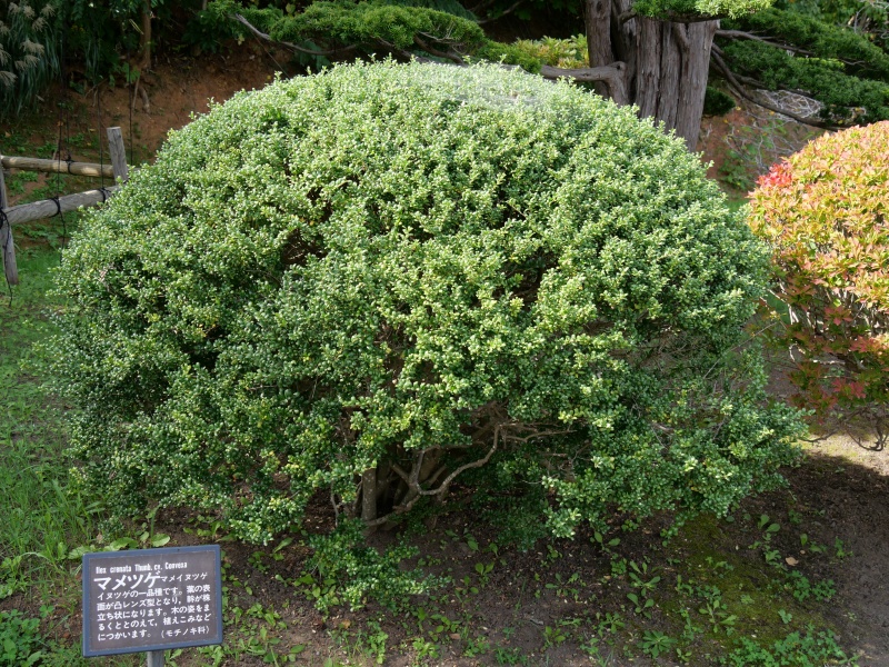 マメツゲ(マメイヌツゲ)(Ilex crenata cv. Convexa)