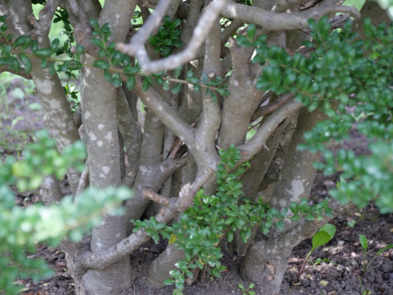 マメツゲ(マメイヌツゲ)(Ilex crenata cv. Convexa)