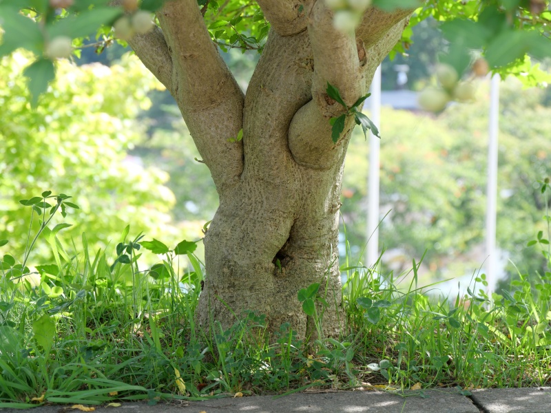 ムクゲ(Hibiscus syriacus)