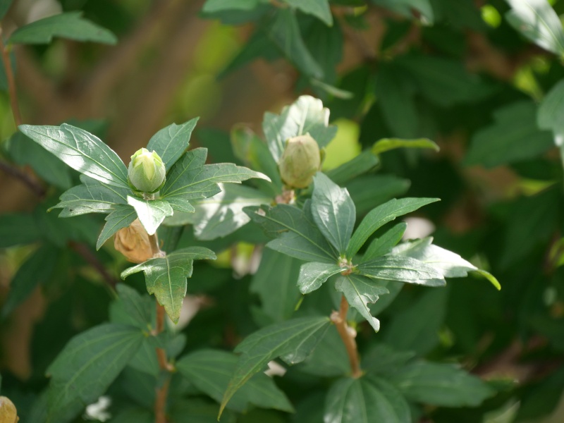 ムクゲ(Hibiscus syriacus)