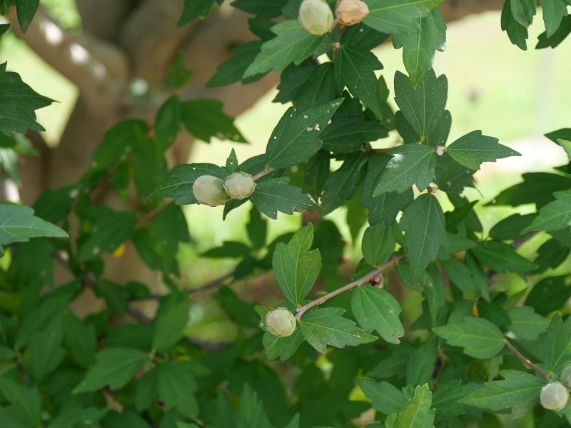 ムクゲ(Hibiscus syriacus)