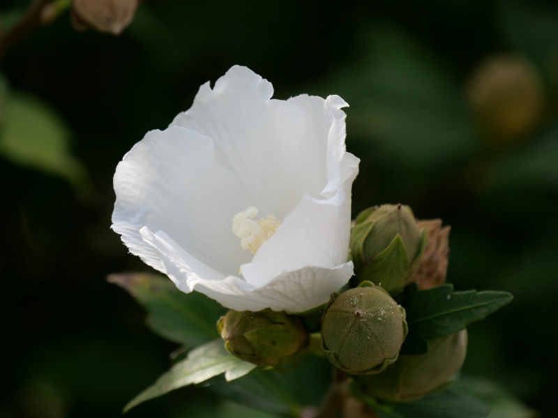 ムクゲ(Hibiscus syriacus)