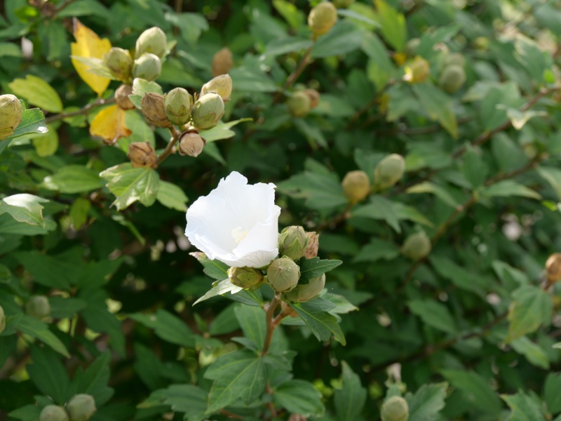 ムクゲ(Hibiscus syriacus)
