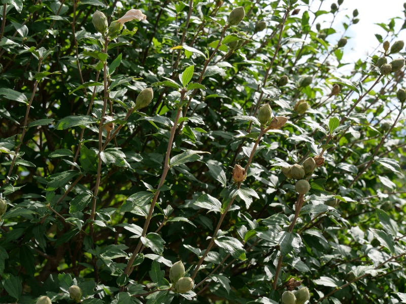 ムクゲ(Hibiscus syriacus)