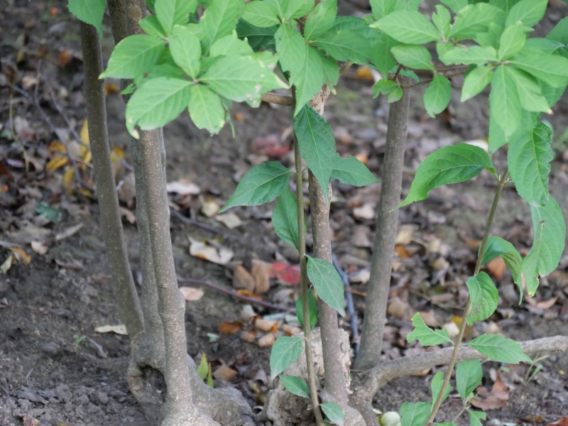 ムラサキシキブ(Callicarpa japonica)