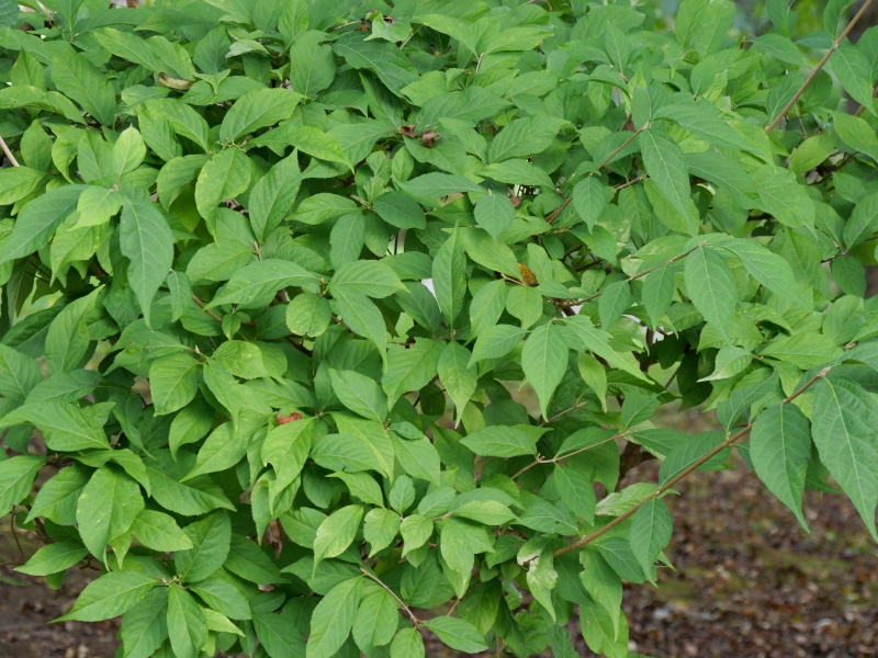 ムラサキシキブ(Callicarpa japonica)