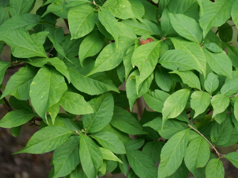 ムラサキシキブ(Callicarpa japonica)