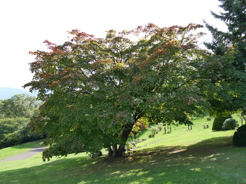 ハウチワカエデ(メイゲツカエデ)(Acer japonicum)