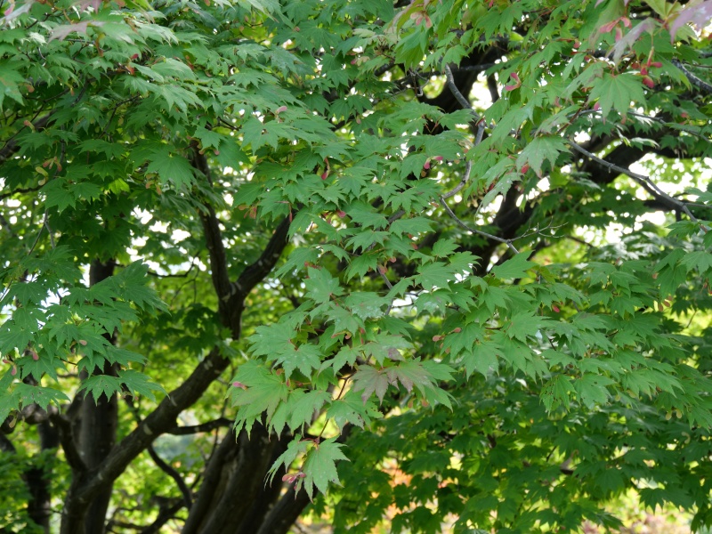 ハウチワカエデ(メイゲツカエデ)(Acer japonicum)