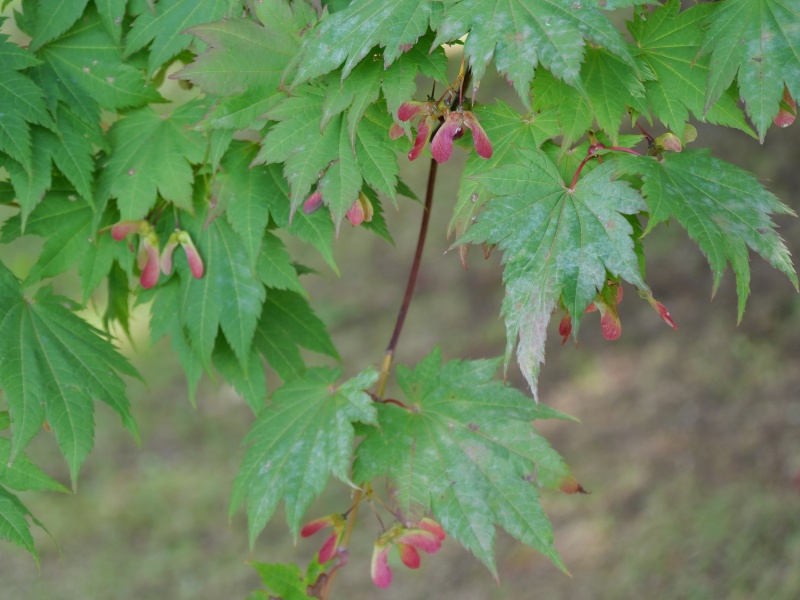 ハウチワカエデ(メイゲツカエデ)(Acer japonicum)