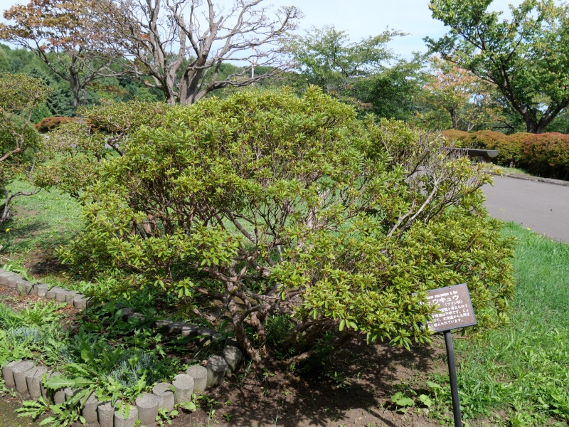 リュウキュウツツジ(Rhododendron mucronatum)