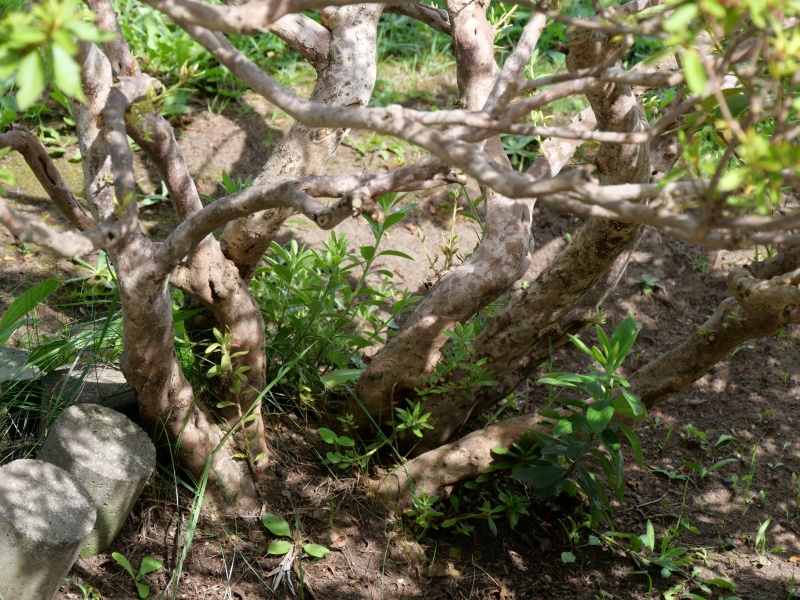 リュウキュウツツジ(Rhododendron mucronatum)