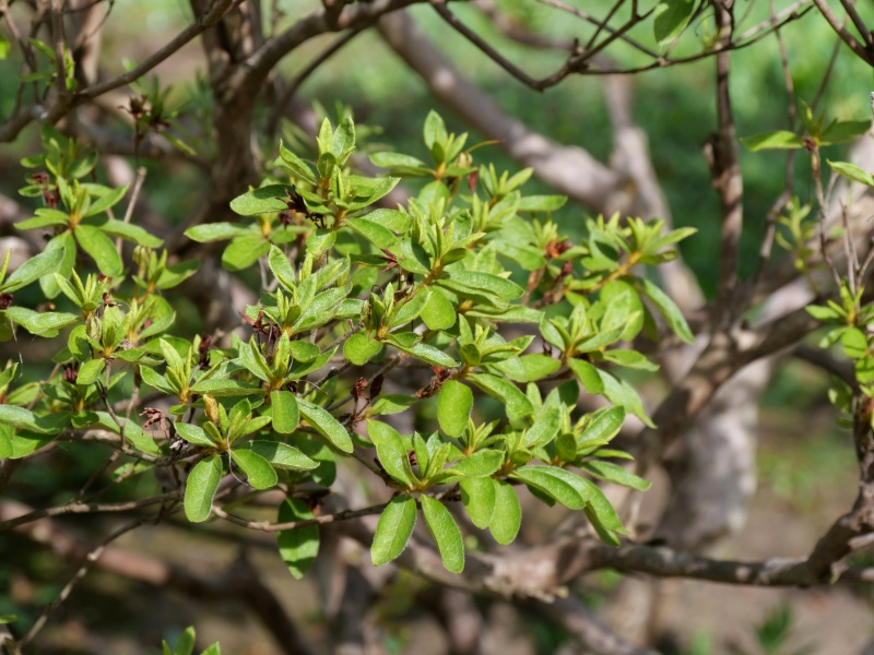 リュウキュウツツジ(Rhododendron mucronatum)