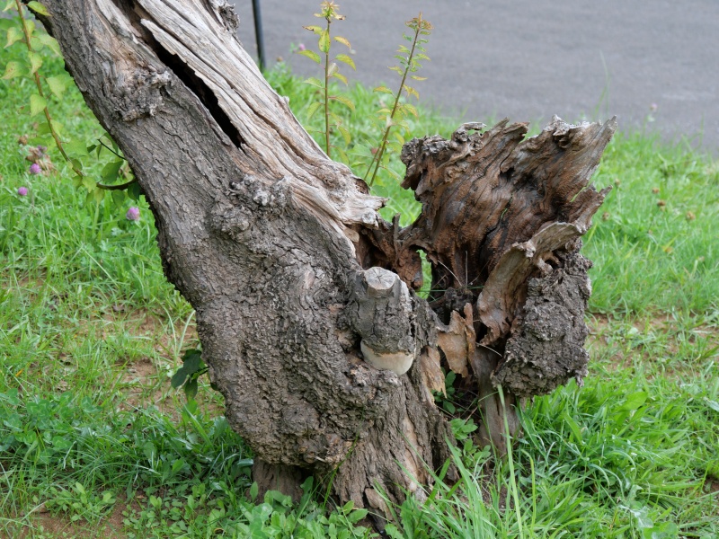 豊後梅(Prunus mume ‘Bungo’)