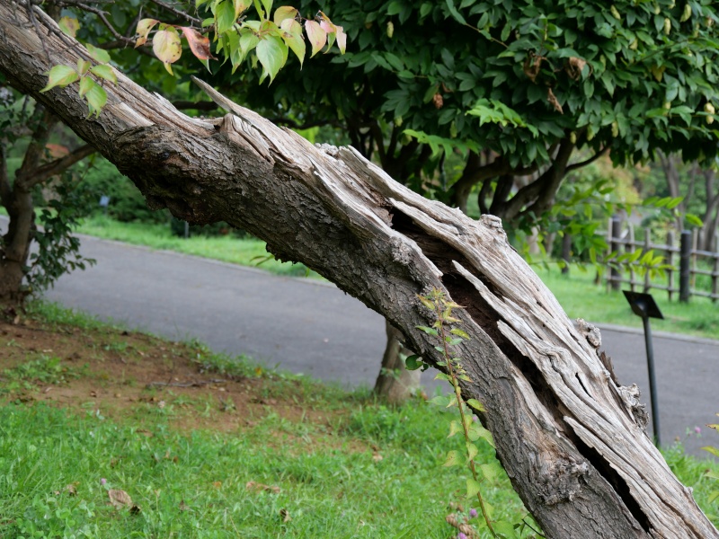 豊後梅(Prunus mume ‘Bungo’)