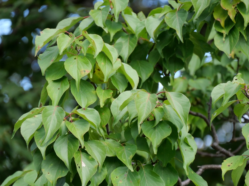 豊後梅(Prunus mume ‘Bungo’)