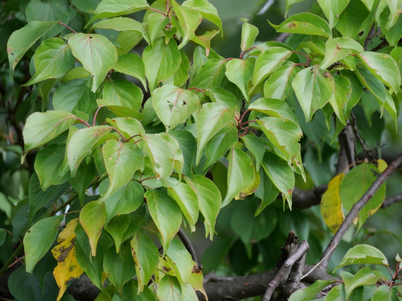 豊後梅(Prunus mume ‘Bungo’)