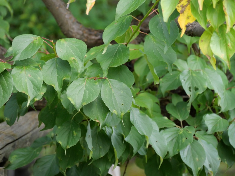 豊後梅(Prunus mume ‘Bungo’)