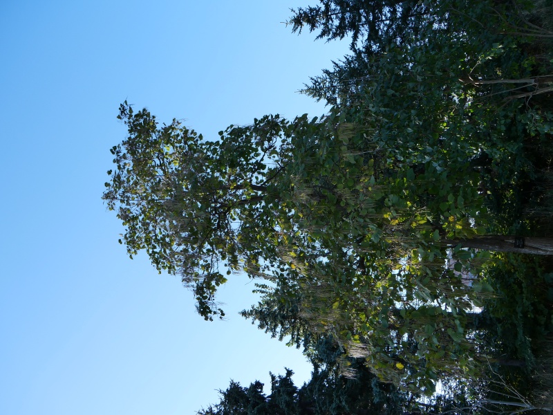 キササゲ(Catalpa ovata)