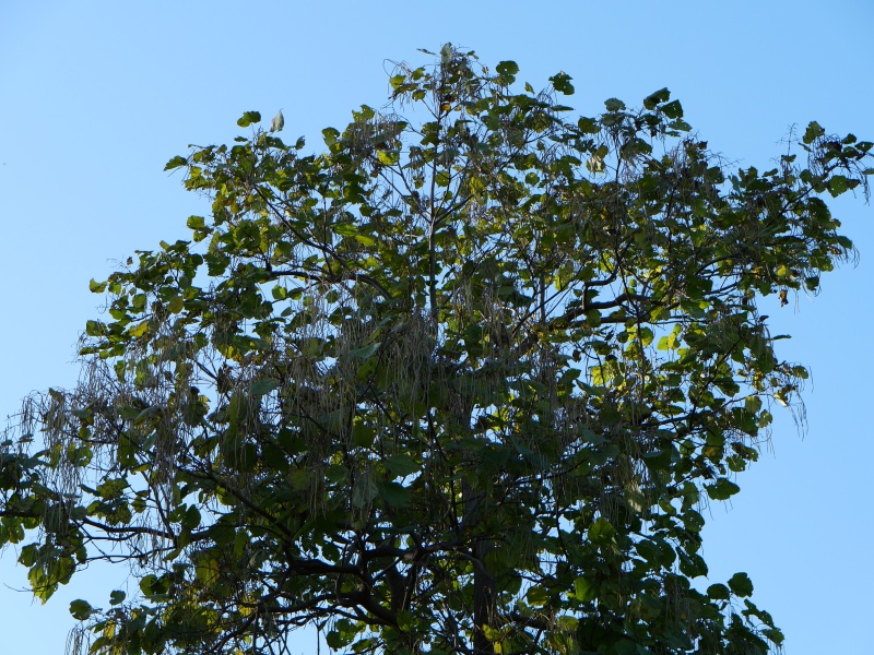 キササゲ(Catalpa ovata)