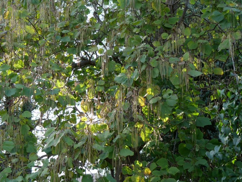 キササゲ(Catalpa ovata)