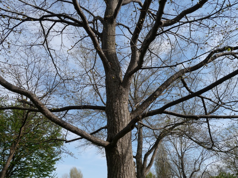 シナノキ(Tilia japonica)