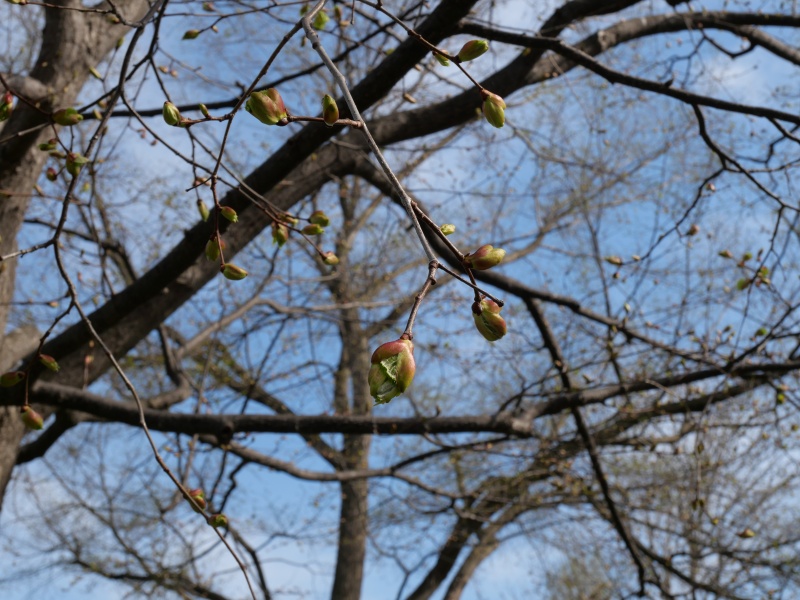 シナノキ(Tilia japonica)