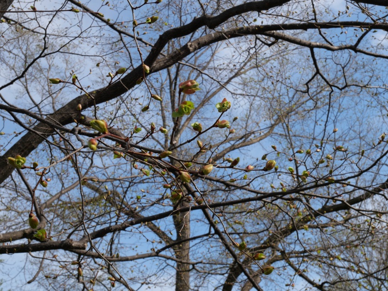 シナノキ(Tilia japonica)
