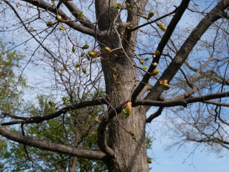 シナノキ(Tilia japonica)