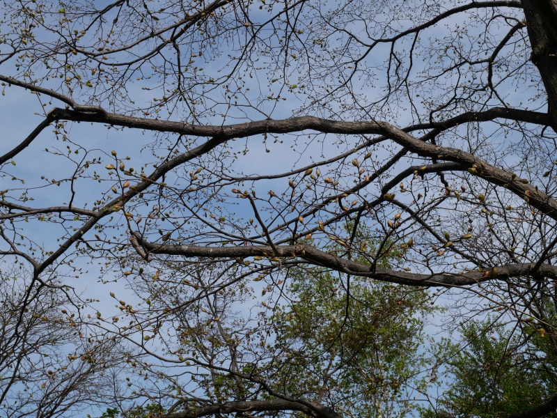 シナノキ(Tilia japonica)