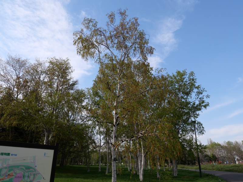 シラカンバ(Betula platyphylla var. japonica)