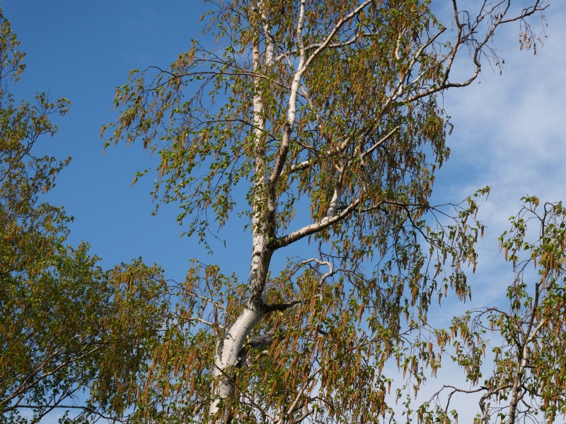 シラカンバ(Betula platyphylla var. japonica)