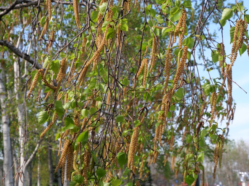 シラカンバ(Betula platyphylla var. japonica)