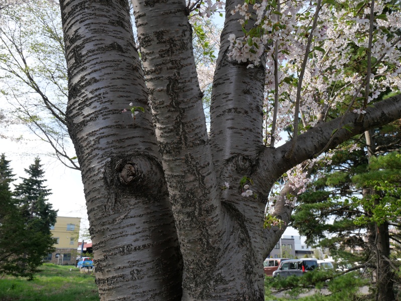 ソメイヨシノ(Prunus ×yedoensis)