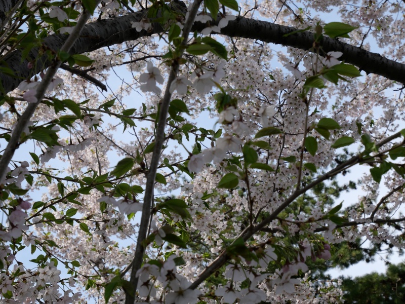 ソメイヨシノ(Prunus ×yedoensis)