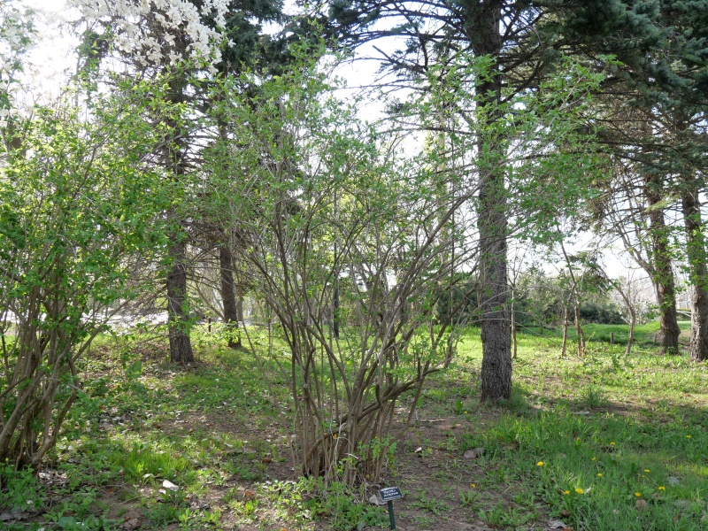 チョウセンバイカウツギ(Philadelphus schrenkii)