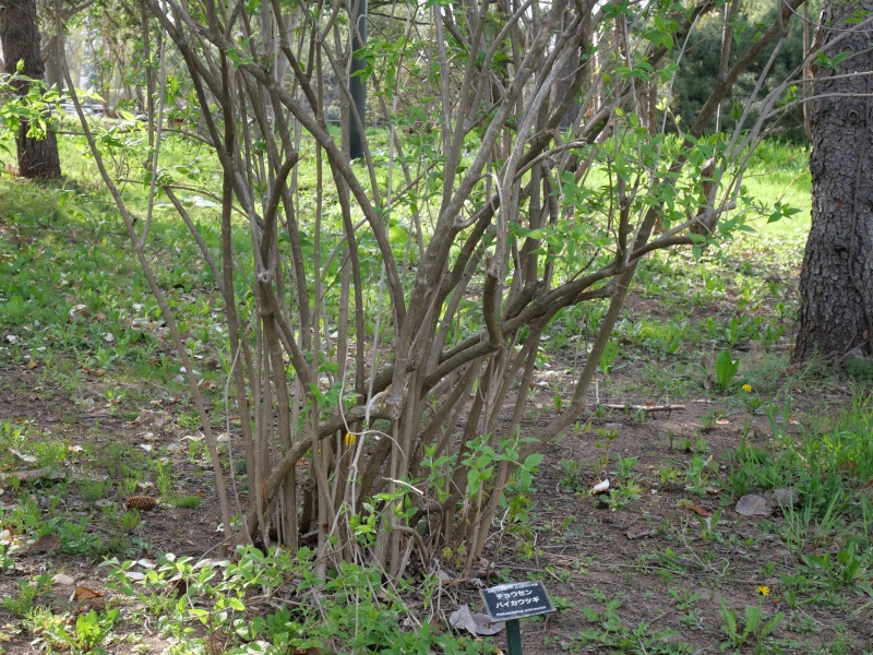 チョウセンバイカウツギ(Philadelphus schrenkii)