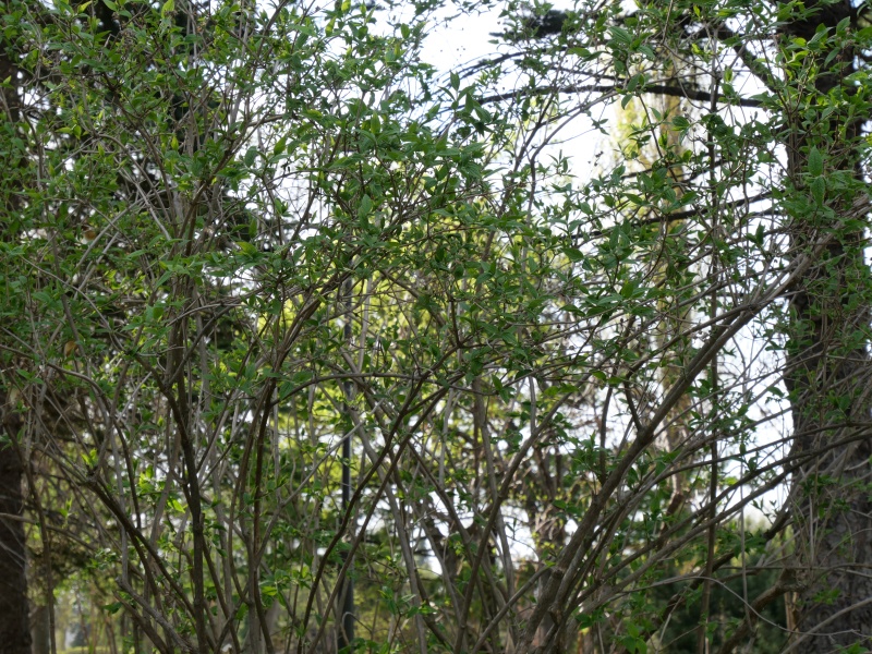 チョウセンバイカウツギ(Philadelphus schrenkii)