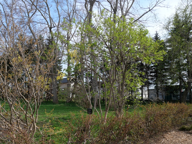 トサミズキ(Corylopsis spicata)