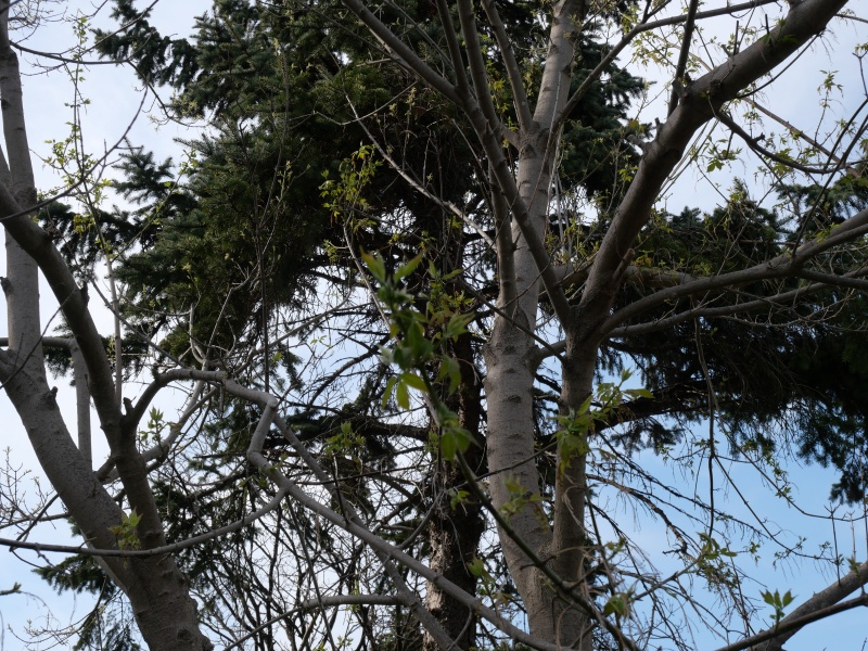 ネグンドカエデ ‘フラミンゴ’(Acer negundo ‘Flamingo’)