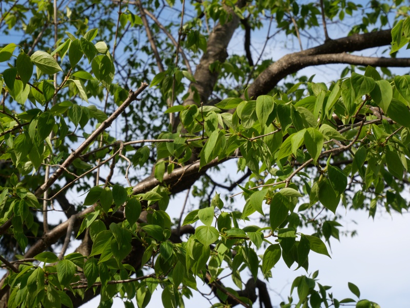 ハシドイ(Syringa reticulata subsp. reticulata)