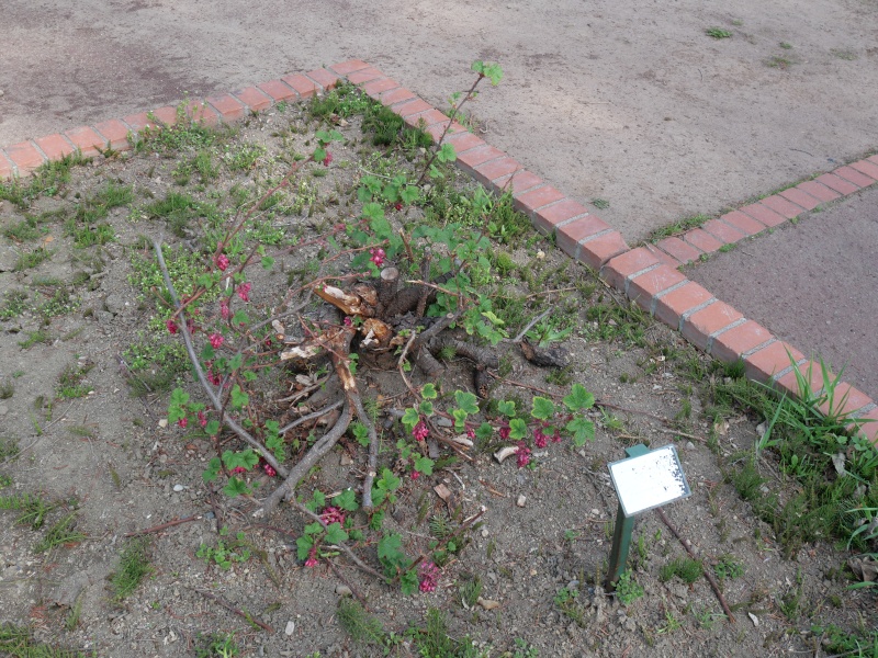 ハナスグリ ‘エルク リバー レッド’(Ribes sanguineum ‘Elk River Red’)