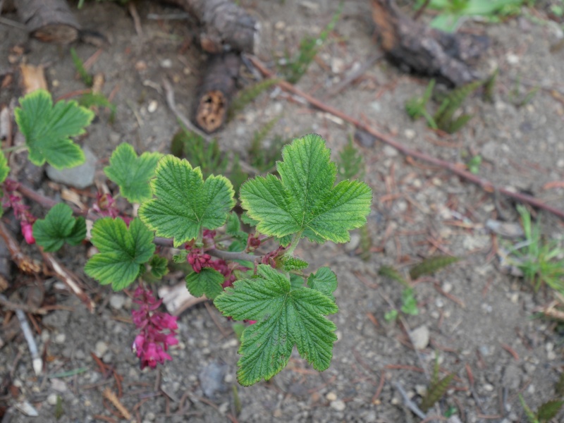 ハナスグリ ‘エルク リバー レッド’(Ribes sanguineum ‘Elk River Red’)